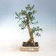 bonsai Room - Buxus harlandii - 1/4