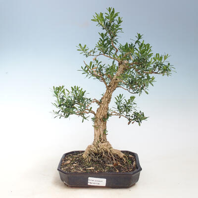 bonsai Room - Buxus harlandii - 1