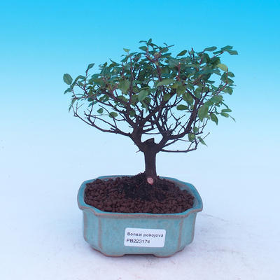 Pokój bonsai - Sagetie thea - Sagetie thea - 1