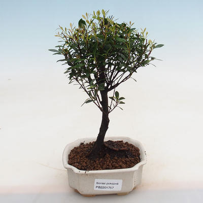 Kryty bonsai Syzygium -Pimentovník - 1
