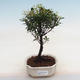 Kryty bonsai Syzygium -Pimentovník - 1/4