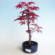Outdoor bonsai - Maple palmatum DESHOJO - Klon palmowy - 1/3