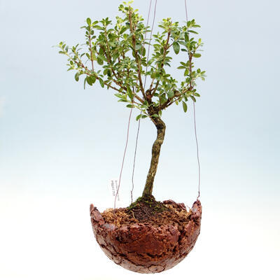 Kokedama w ceramice - Serissa foetida variegata - Drzewo Tysiąca Gwiazd - 1