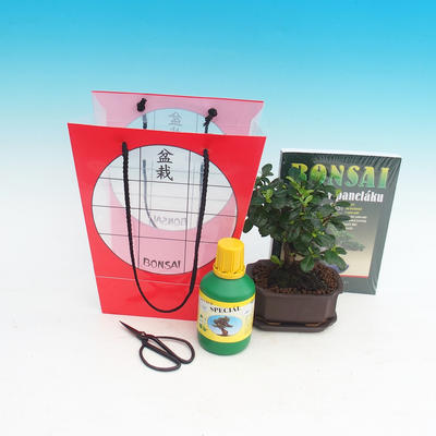Bonsai pokojowe w torbie na prezent, Carmona macrophylla - Tea fuki