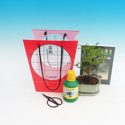 Bonsai pokojowe w torbie na prezent, Zantoxylum piperitum - pieprz
