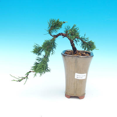 Outdoor bonsai - jałowiec chiński Chiński -Jalovec