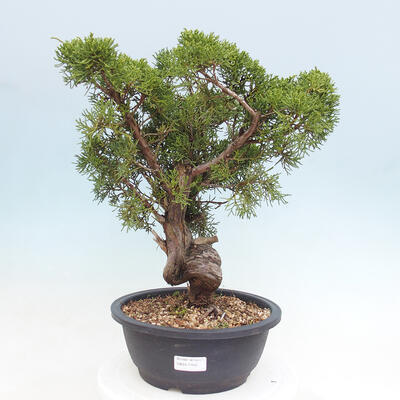 Outdoor bonsai - Juniperus chinensis Itoigawa - Jałowiec chiński - 1