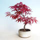Outdoor bonsai - Maple palmatum DESHOJO - Maple palmate - 1/3