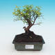 bonsai Room - Sagerécie Thea - Sagerécie Thea - 1/4