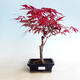 Outdoor bonsai - Acer palm. Atropurpureum-czerwony liść palmowy - 1/3