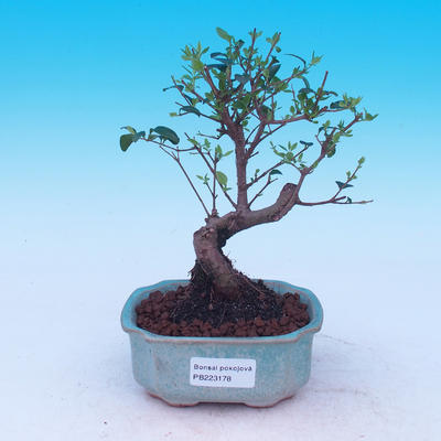 Pokój bonsai -Ligustrum chinensis - Bird's eye - 1