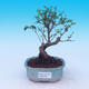 Pokój bonsai -Ligustrum chinensis - Bird's eye - 1/3