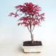 Outdoor bonsai - Acer palm. Atropurpureum-czerwony liść palmowy - 1/3