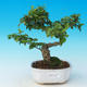 Pokój bonsai -Ligustrum chinensis - Ptasie oko - 1/3