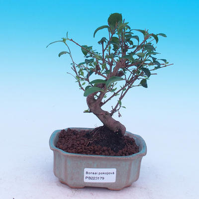 Pokój bonsai -Ligustrum chinensis - Bird's eye - 1