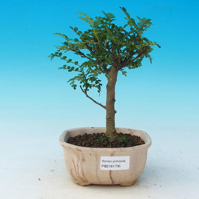 Room bonsai - Zantoxylum piperitum - pieprz - 1