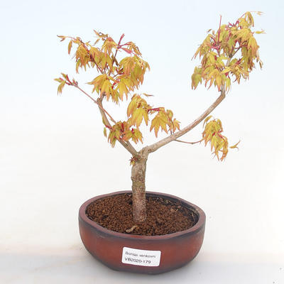 Outdoor bonsai-Acer palmatum Sango Koku- Klon japoński - 1