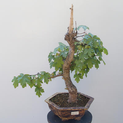 Acer campestre - Baby Maple - 1