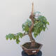 Acer campestre - Baby Maple - 1/4