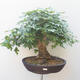 Acer campestre - Baby Maple - 1/5