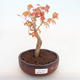 Outdoor bonsai-Acer palmatum Sango Koku- Klon japoński - 1/2