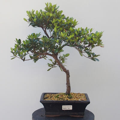 Bonsai zewnętrzne - Rhododendron sp. z o.o. - Różowa azalia - 1