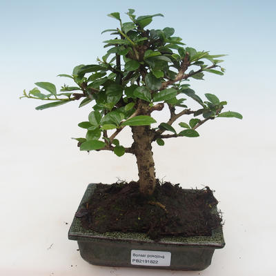 Kryty bonsai - Carmona macrophylla - Tea fuki PB2191822 - 1