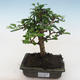 Kryty bonsai - Carmona macrophylla - Tea fuki PB2191822 - 1/5