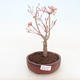 Outdoor bonsai-Acer palmatum Sango Koku- Klon japoński - 1/2