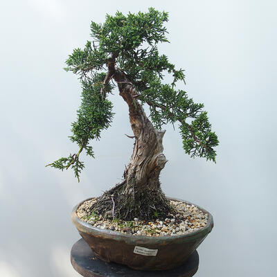 Bonsai outdoor - Juniperus chinensis - Jałowiec chiński Chinese - 1