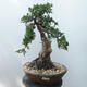 Bonsai outdoor - Juniperus chinensis - Jałowiec chiński Chinese - 1/5