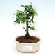 Kryty bonsai - Carmona macrophylla - Tea fuki - 1/5