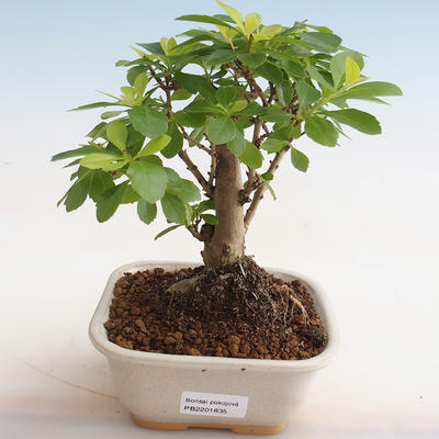 Kryty bonsai - Duranta erecta Aurea - 1