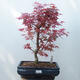 Bonsai outdoor - Maple palmatum DESHOJO - Maple palmate - 1/4