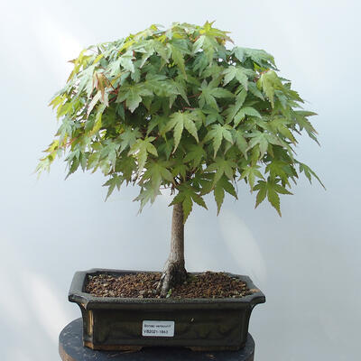 Bonsai outdoor - Acer palmatum-Klon
