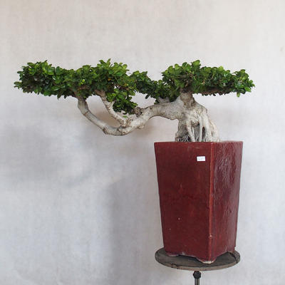Pokój bonsai - Ficus nitida - mały ficus - 1