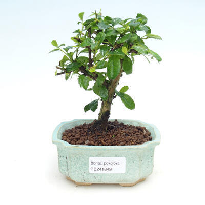 Kryty bonsai - Carmona macrophylla - Tea fuki - 1