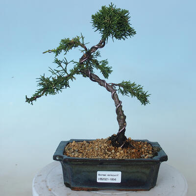 Bonsai outdoor - Juniperus chinensis - Jałowiec chiński Chinese