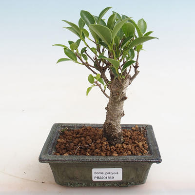 Kryty bonsai - Ficus retusa - ficus drobnolistny - 1