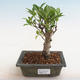 Kryty bonsai - Ficus retusa - ficus drobnolistny - 1/2
