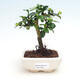 Bonsai do wnętrz - Carmona macrophylla - Herbata Fuki - 1/5