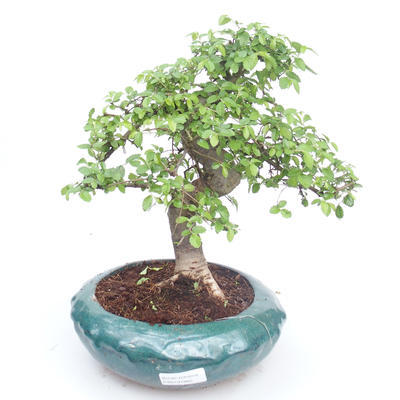 Kryty bonsai - Ulmus parvifolia - Wiąz mały liść PB2191865 - 1