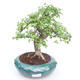 Kryty bonsai - Ulmus parvifolia - Wiąz mały liść PB2191865 - 1/3