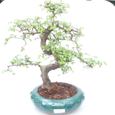 Kryty bonsai - Ulmus parvifolia - Wiąz mały liść PB2191866 - 1