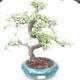 Kryty bonsai - Ulmus parvifolia - Wiąz mały liść PB2191866 - 1/3