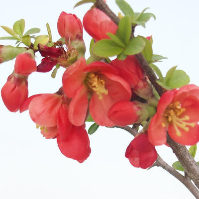 Outdoor bonsai - spec Chaenomeles. Rubra - Pigwa VB2020-186 - 1