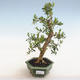 bonsai Room - Buxus harlandii - 1/5