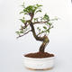 Pokój bonsai - Ficus retusa - mały ficus - 1/2