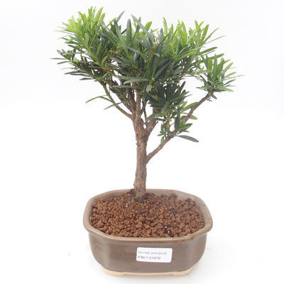 Kryty bonsai - Podocarpus - Cis kamienny PB2191876 - 1