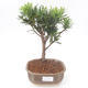 Kryty bonsai - Podocarpus - Cis kamienny PB2191876 - 1/4